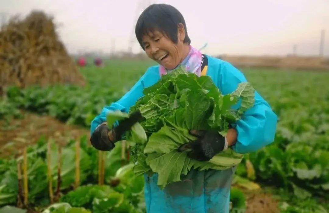 樂亭白菜價(jià)格最新動(dòng)態(tài)
