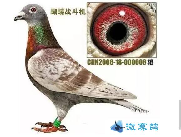 李征遠(yuǎn)最新信鴿視頻，展現(xiàn)速度與優(yōu)雅的完美結(jié)合