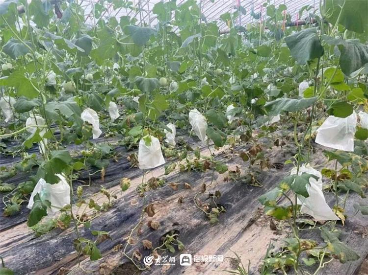 壽光最新硬粉番茄品種，引領(lǐng)農(nóng)業(yè)革新的重要力量