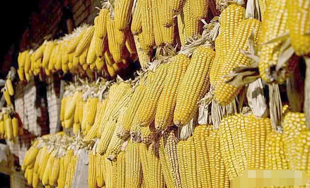 山東玉米最新價(jià)格動(dòng)態(tài)分析